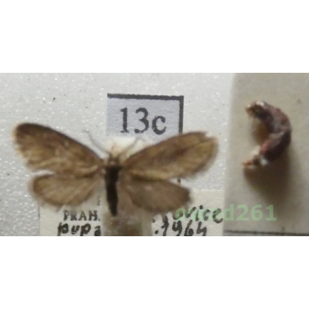 Proutia betulina (Zeller, 1839) pair Czech13c